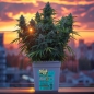 Preview: Grow Bucket super Soil mineralic